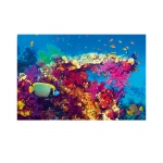 SMARTCIBLE PH0365 POSTER MAXI PECES FISH AND CORAL