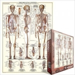 EUROGRAPHICS 6000-3970 THE SKELETAL SYSTEM PUZZLE 1000 PIEZAS