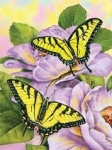 ROYAL PJS69 PBN JR SM SWALLOWTAIL BUTTERFL