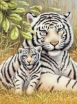 ROYAL PJS76 PBN JR SM WHITE TIGER PAIR