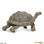 SAFARI 260729 TORTUGA