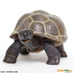 SAFARI 260829 TORTUGA BEBE