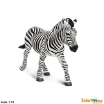 SAFARI 111489 CEBRA