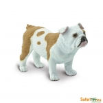 SAFARI 250729 BULLDOG