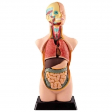 EDUTOYS MK 050 HUMAN TORSO 50 CM 11 PIEZAS