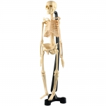 EDUTOYS SK 046 CM MINI SKELETON